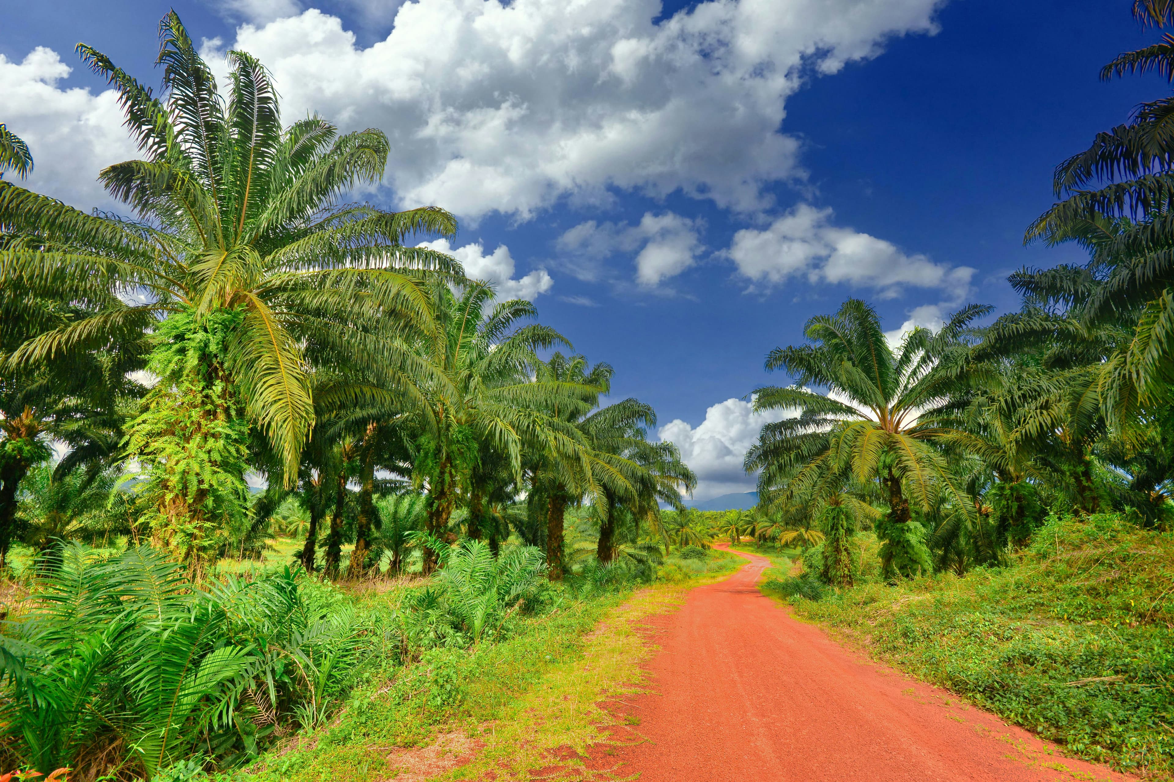 Oil palm plantation